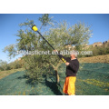 урожай оливковое сеть